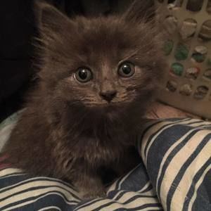 Meet your Posher, Priscilla